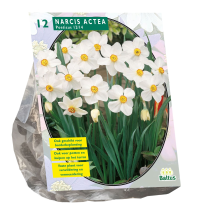 Baltus Narcis 'Actea'    voorjaarsbloeiers   per 12 bollen