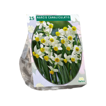 Baltus 'Narcis Canaliculatis'   voorjaarsbloeiers   25 bollen