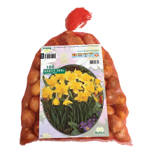 Baltus 'Narcis' Geel   voorjaarsbloeiers   100 bollen