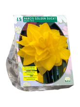 Baltus 'Narcis Golden Ducat'   voorjaarsbloeiers   15 bollen