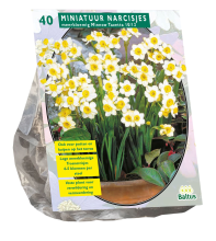 Baltus 'Narcis Mini Minnow'   voorjaarsbloeiers   40 bollen