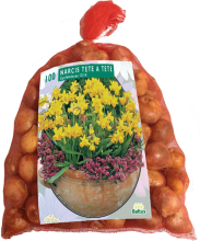Baltus 'Narcis Mini Tête à Tête'   voorjaarsbloeiers   100 bollen
