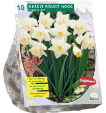 Baltus Narcis Mount Hood   Trompetnarcis   10 stuks