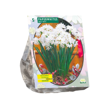 Baltus 'Paperwhite Ziva'   voorjaarsbloeiers   5 bollen