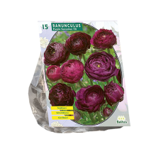 Baltus ranonkel Purple Sensation   Najaarsbloeiers   per 15   Voorjaarsbloembollen