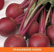Oranjeband Rode Bieten zaden   Kogel Detroit 2 Bolivar   50g