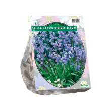 Baltus 'Scilla Hispanica'   Blauw   voorjaarsbloeiers   15 bollen