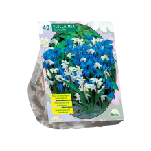 Baltus 'Scilla Sibericaed'   Mix   voorjaarsbloeiers   40 bollen