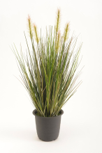 Emerald siergras groen 45cm