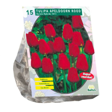 Baltus Tulipa Apeldoorn Rood   Darwin Tulp   10 stuks