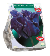Baltus 'Tulipa Blue Parrot'   voorjaarsbloeiers   Parkiet   12 bollen