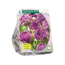 Baltus 'Tulipa Blue Wow'   voorjaarsbloeiers   5 bollen