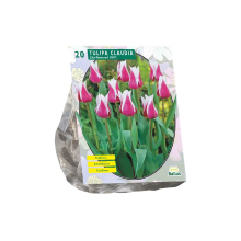 Baltus Tulipa Claudia Leliebloemig   Bloembollen   15 stuks