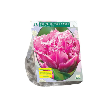 Baltus Tulipa Dubbel gefranjerd Crispion Sweet   Bloembollen   10 stuks