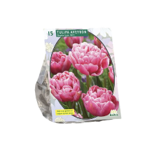 Baltus Tulipa Dubbel Laat Aveyron   Bloembollen   10 stuks