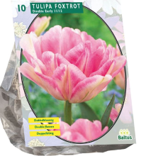 Baltus Tulipa Dubbel Vroeg Foxtrot   Bloembollen   10 stuks