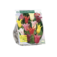 Baltus Tulipa Leliebloemig Mix   Bloembollen   15 stuks