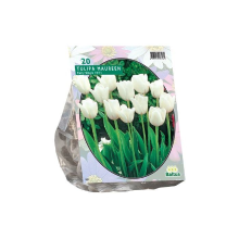 Baltus Tulipa Maureen Bloembollen   10 stuks   Enkel Laat   Zuiver Wit