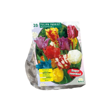 Baltus Tulipa Parkiet Mix   Papegaaitulpen   10 stuks