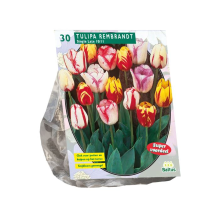 Baltus Tulipa Rembrandt Mix   Gevlamde tulp   12 stuks