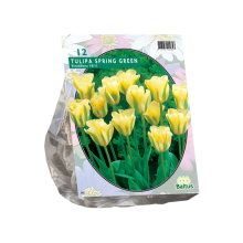 Baltus 'Tulipa Spring Green'   voorjaarsbloeiers   Viridiflora   12 bollen