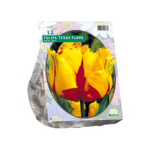Baltus 'Tulipa Texas Flame'   voorjaarsbloeiers   Parkiet   12 bollen