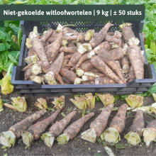 Hermie Grond witloofwortels witloofpennen 'Topscore' en 'Manoline'   9kg in netzak ( ± 50 stuks)