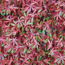 Tenax Divy 3D X Tens Pergola   1 x 2 m, Rood/Groen