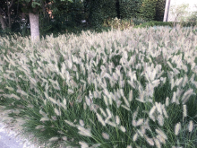 Planten Pennisetum alopecuroides 'Hameln'   pot 9x9 cm  
