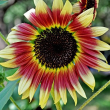 Meco 40pcs Mixed Colored Sunflower Seeds Rare Bonsai Flower Seeds Garden Potted Plant