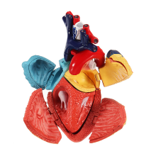 Meco 4d Master Model Colored Heart Assembled Human Anatomy Dimensional Model Science Toys